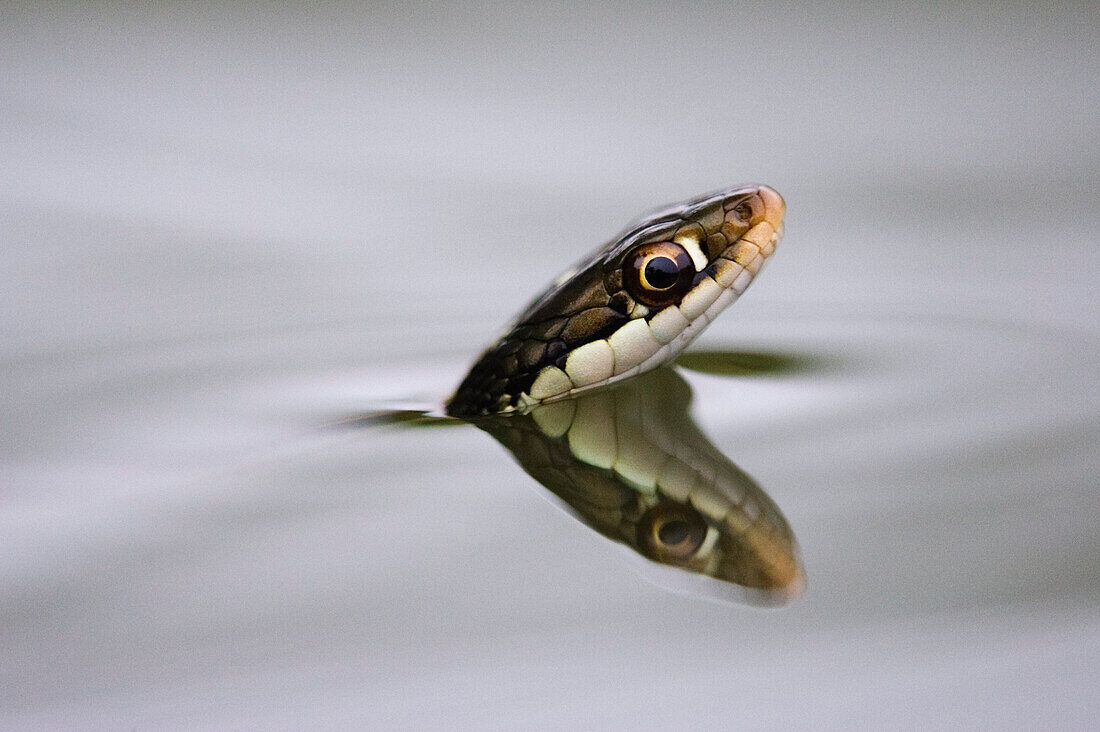 Ribbon Snake in Water
