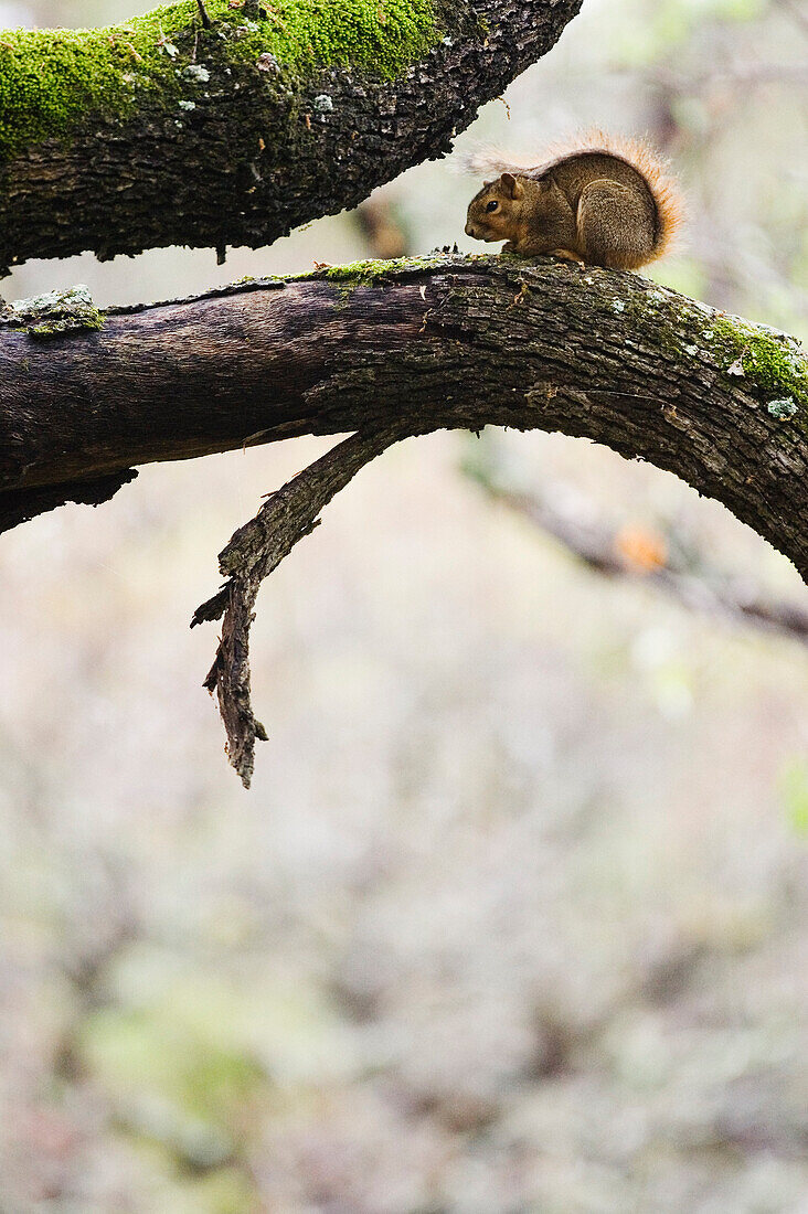 Eichhörnchen auf Baumast