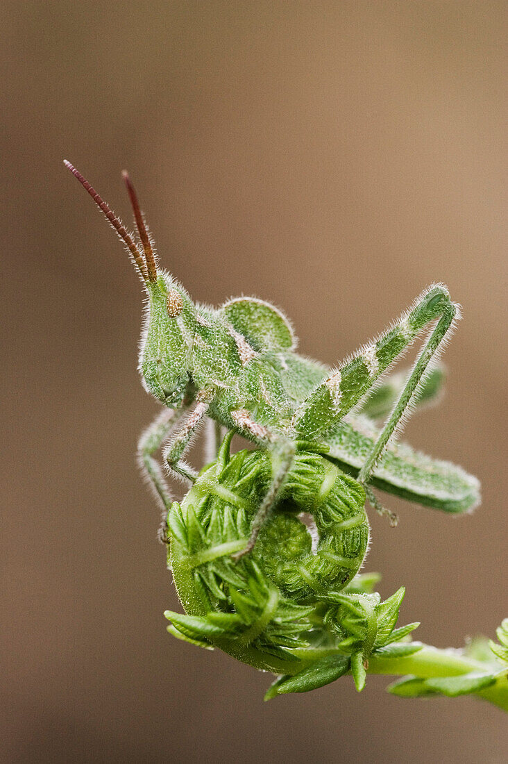 Grasshopper on Fiddlehead