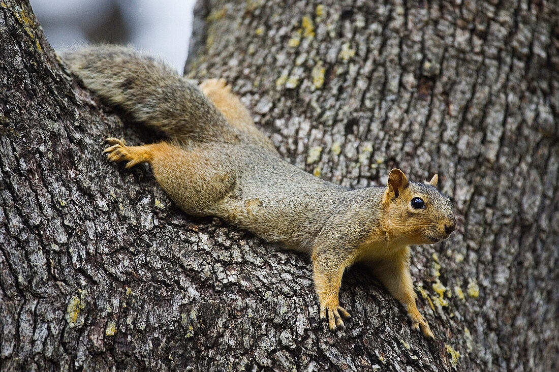 Squirrel in Oak Tree