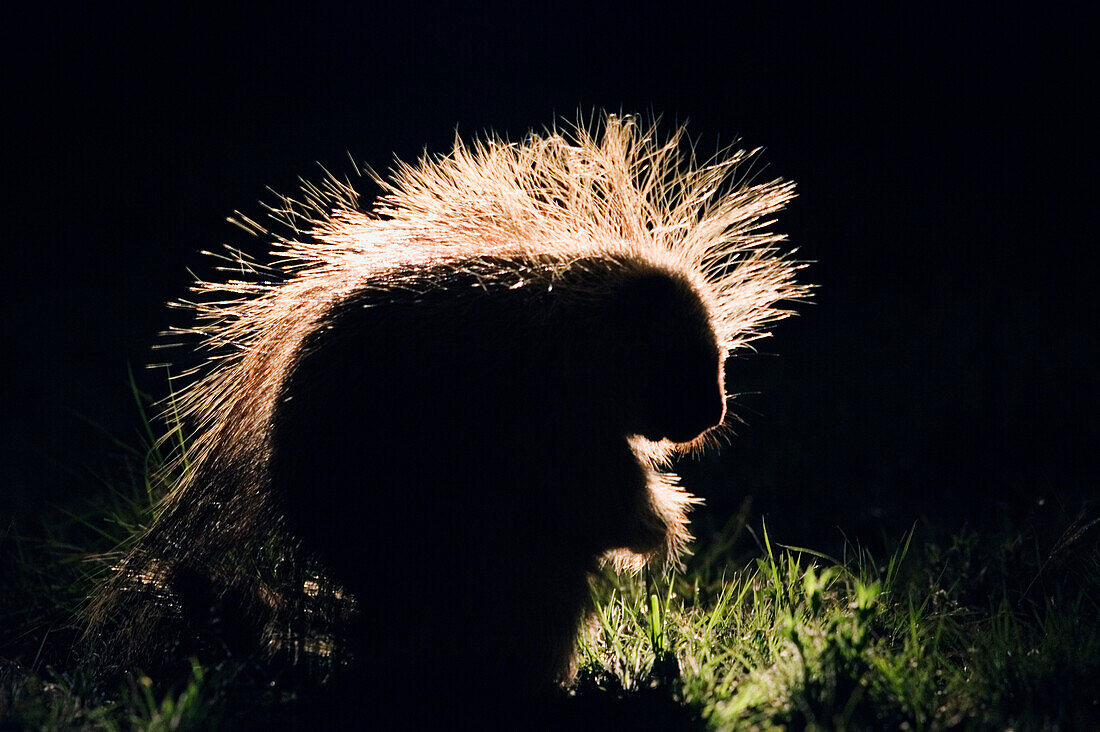 Porcupine at Night