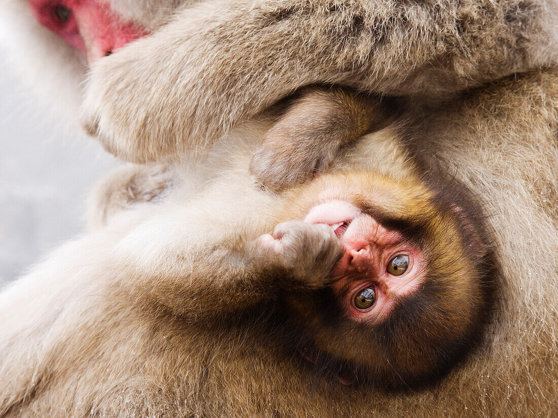 Portrait of Baby Japanese Macaque