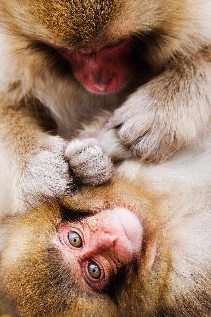 Mutter Japanischer Makake pflegt Baby