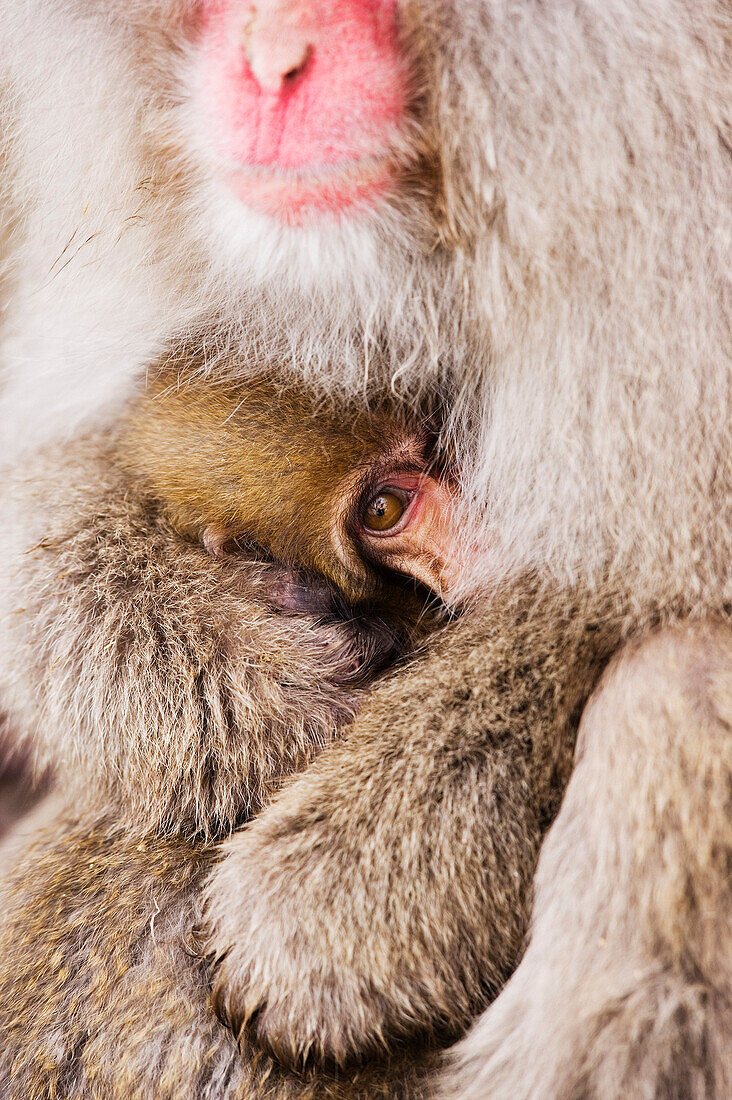 Mother and Baby Japanese Macaque