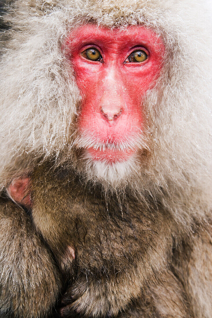 Portrait of Japanese Macaque