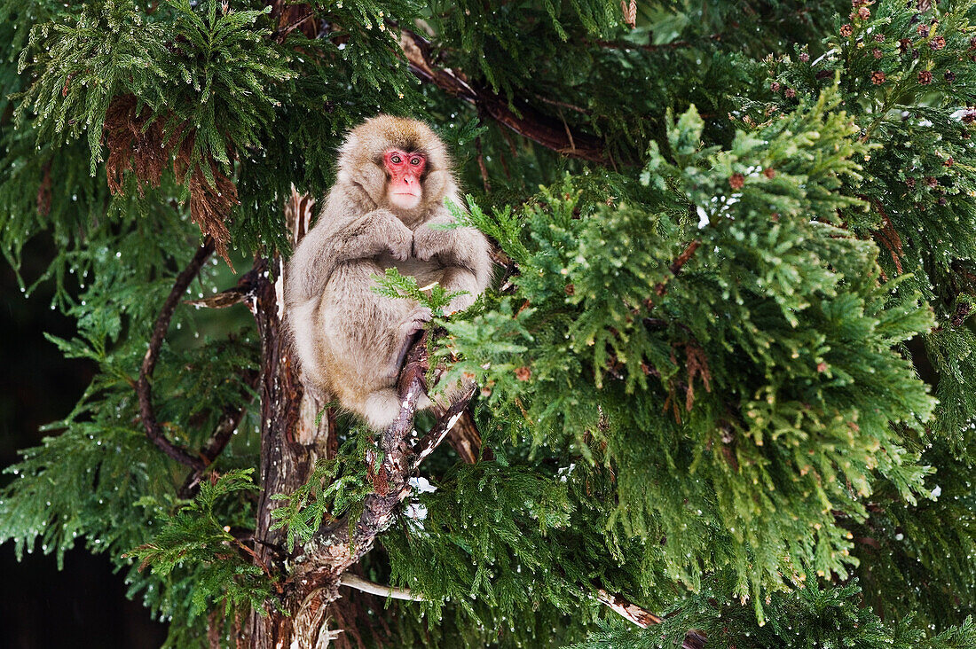 Japanese Macaque in Tree