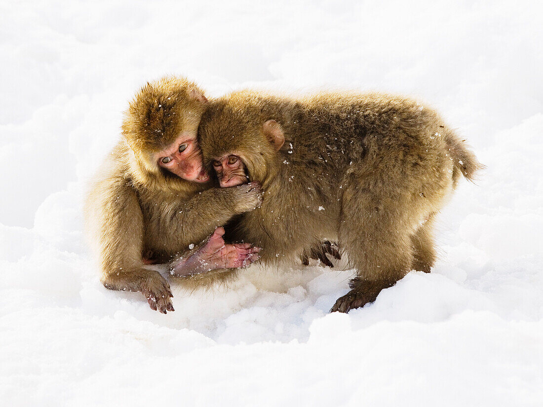 Japanese Macaques Playing in Snow