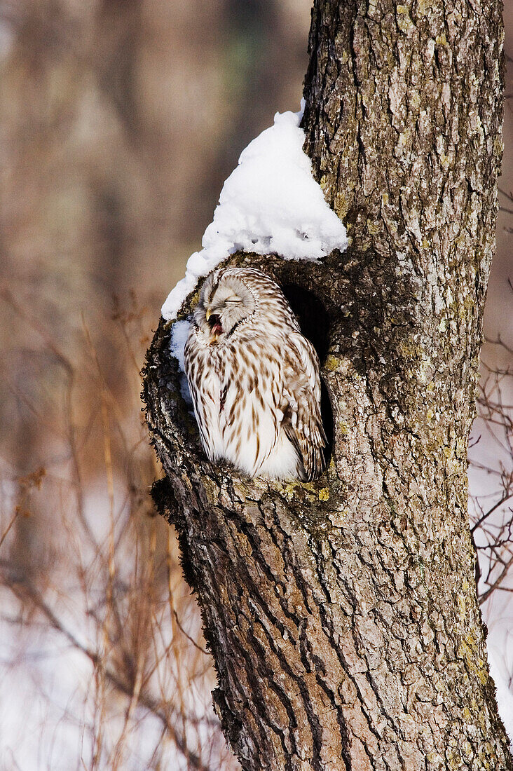 Ural Owl in Tree