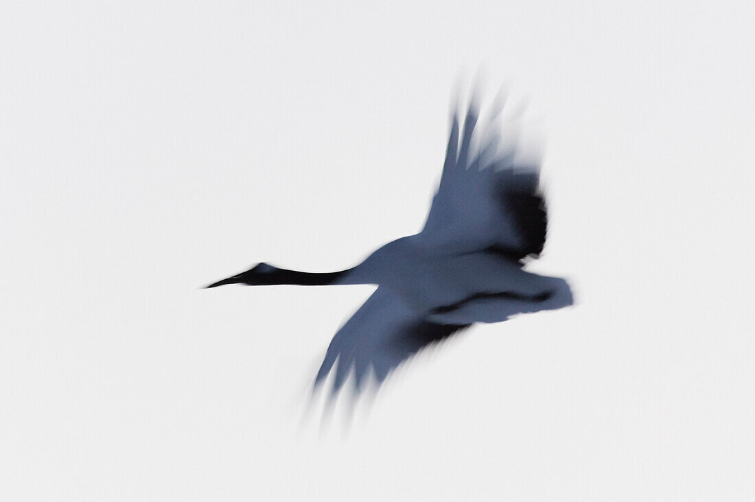 Red-crowned Crane in Flight