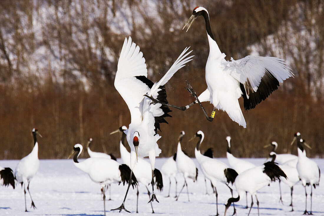 Rotscheitelkraniche bei einer Flugschau,Hokkaido,Japan