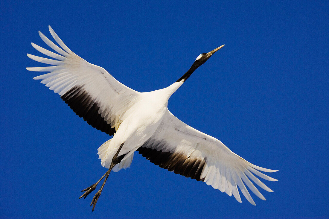 Red-crowned Crane in Flight