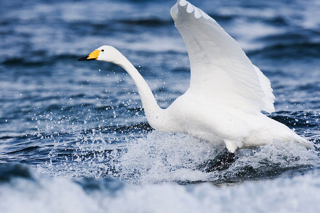 Singschwan bei der Landung im Wasser