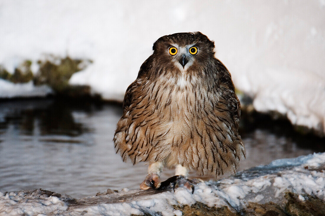 Portrait of Blakiston's Fish Owl,Shiretoko Peninsula,Hokkaido,Japan