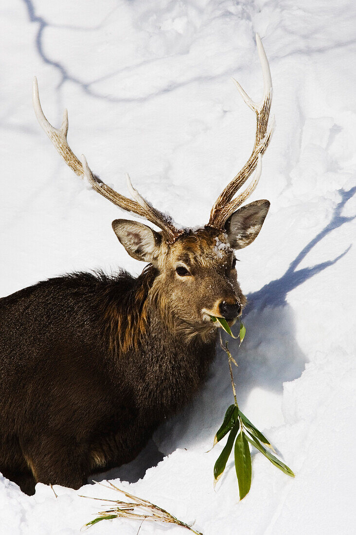 Sika Deer Eating,Shiretoko Peninsula,Hokkaido,Japan