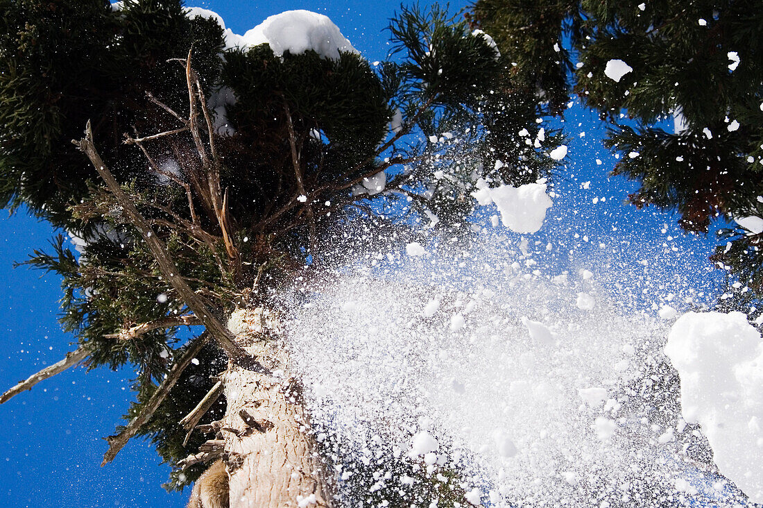 Looking Up at Snow Falling From Trees