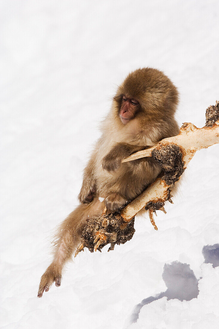 Japanese Macaque in Tree