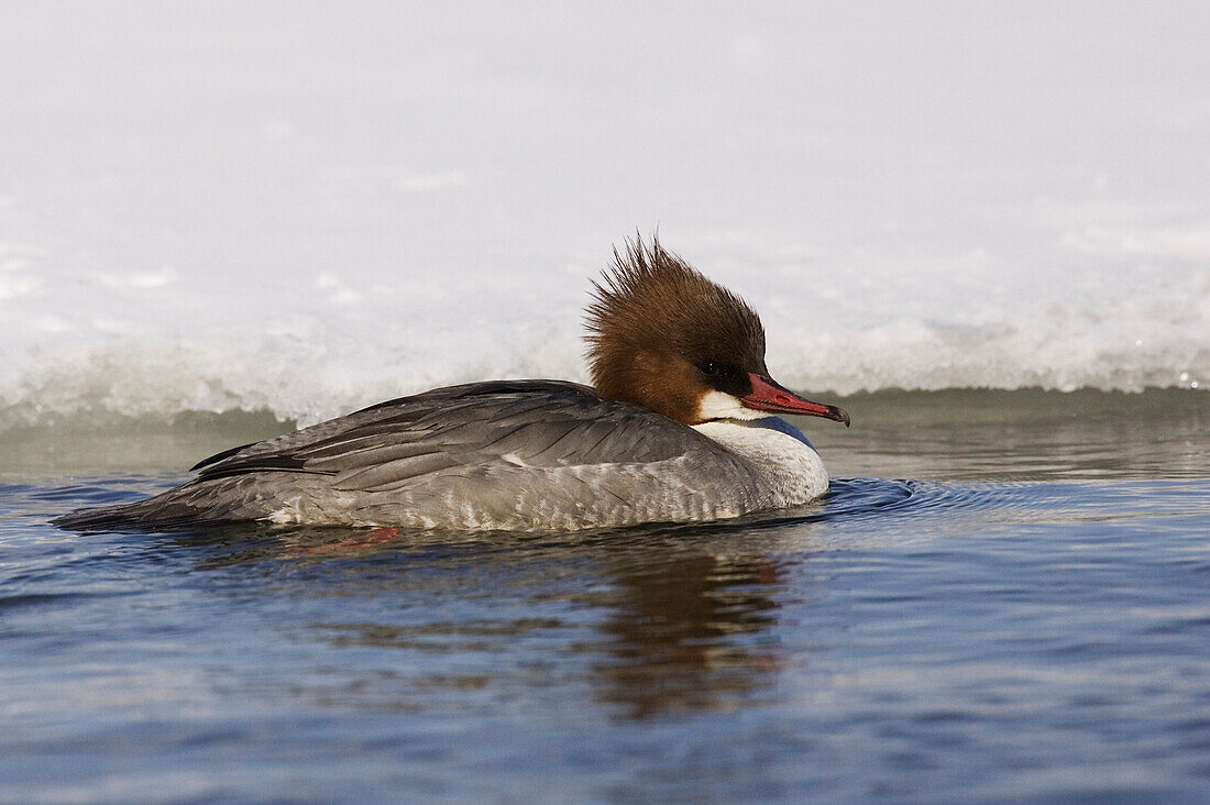 Merganser,Lake Kussharo,Hokkaido,Japan