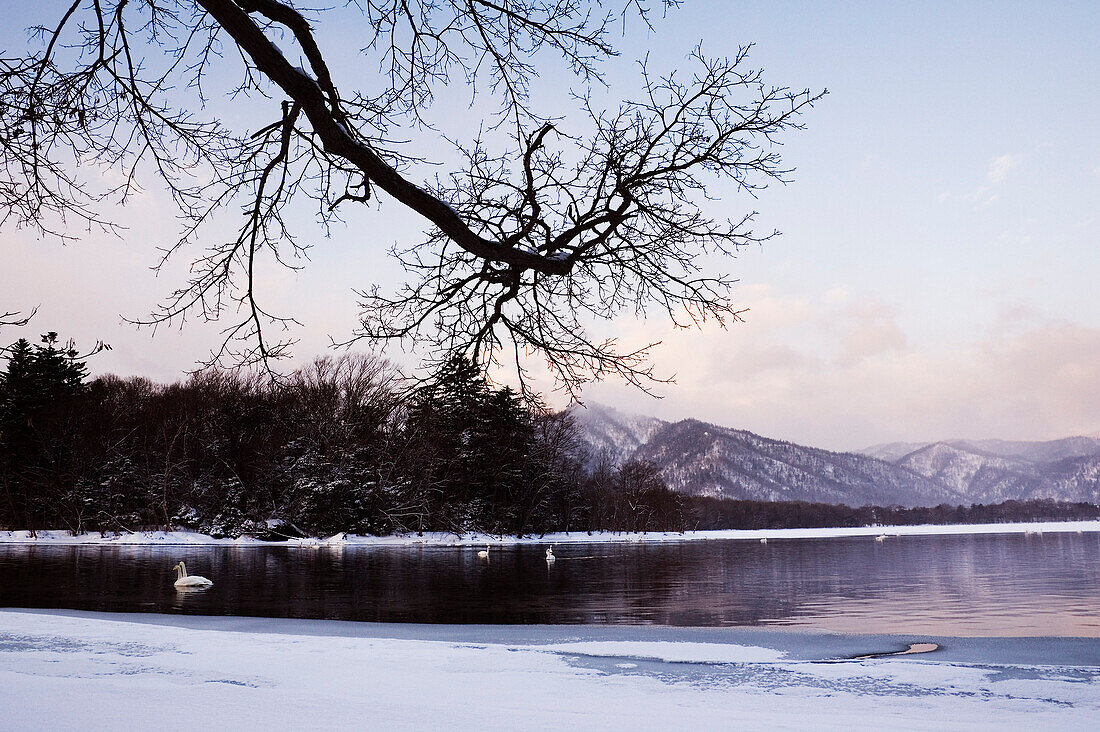 Singschwäne auf dem Kussharo-See,Hokkaido,Japan