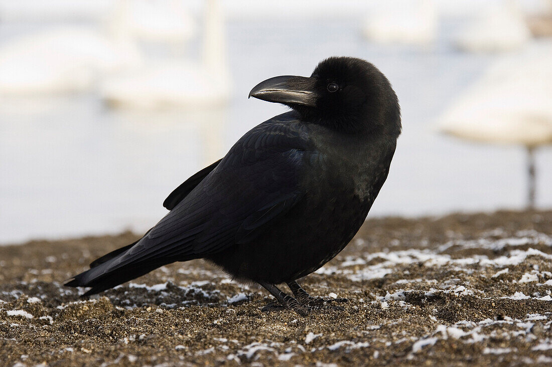 Raven,Lake Kussharo,Hokkaido,Japan