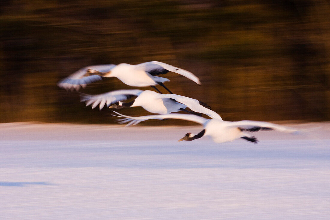 Rotkronenkraniche,Akan International Crane Center,Hokkaido,Japan