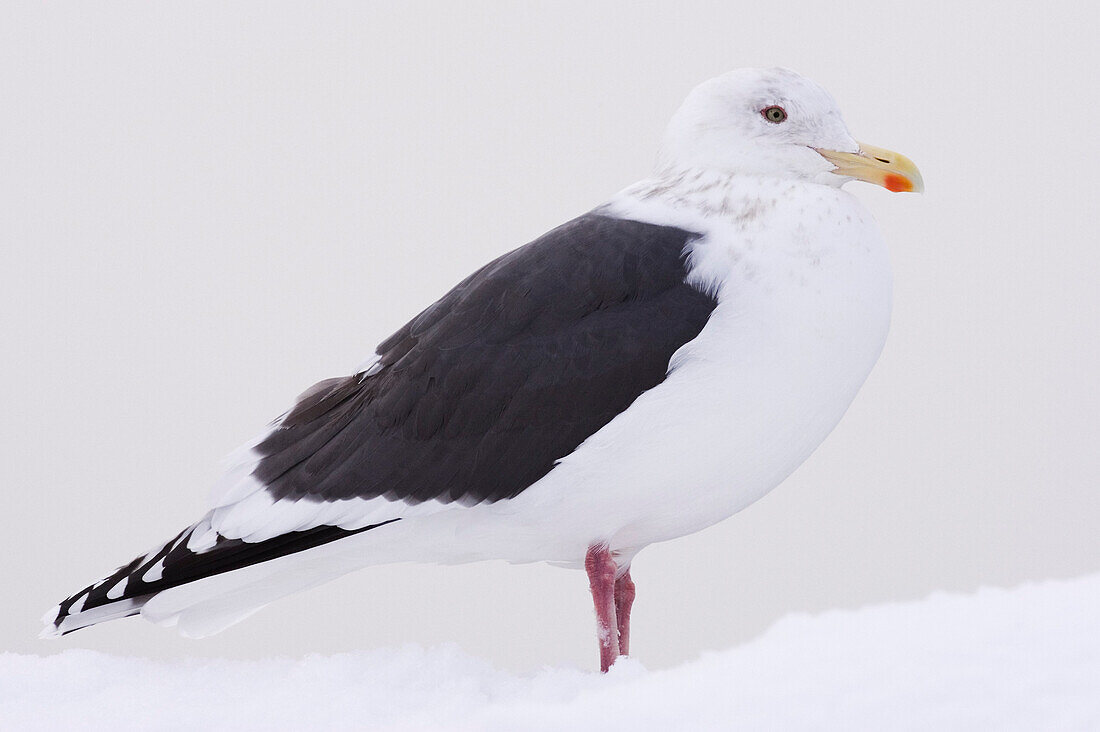 Slaty-backed Gull,Rausu,Hokkaido,Japan