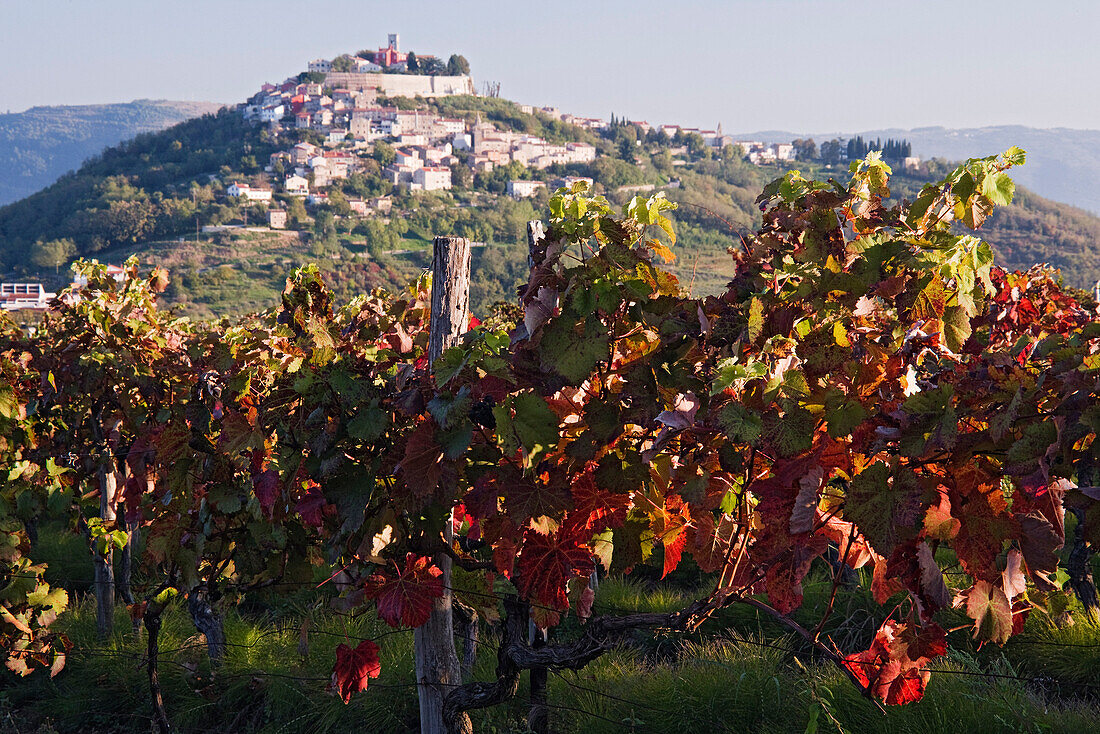 Weinberg in Motovun,Istrien,Kroatien