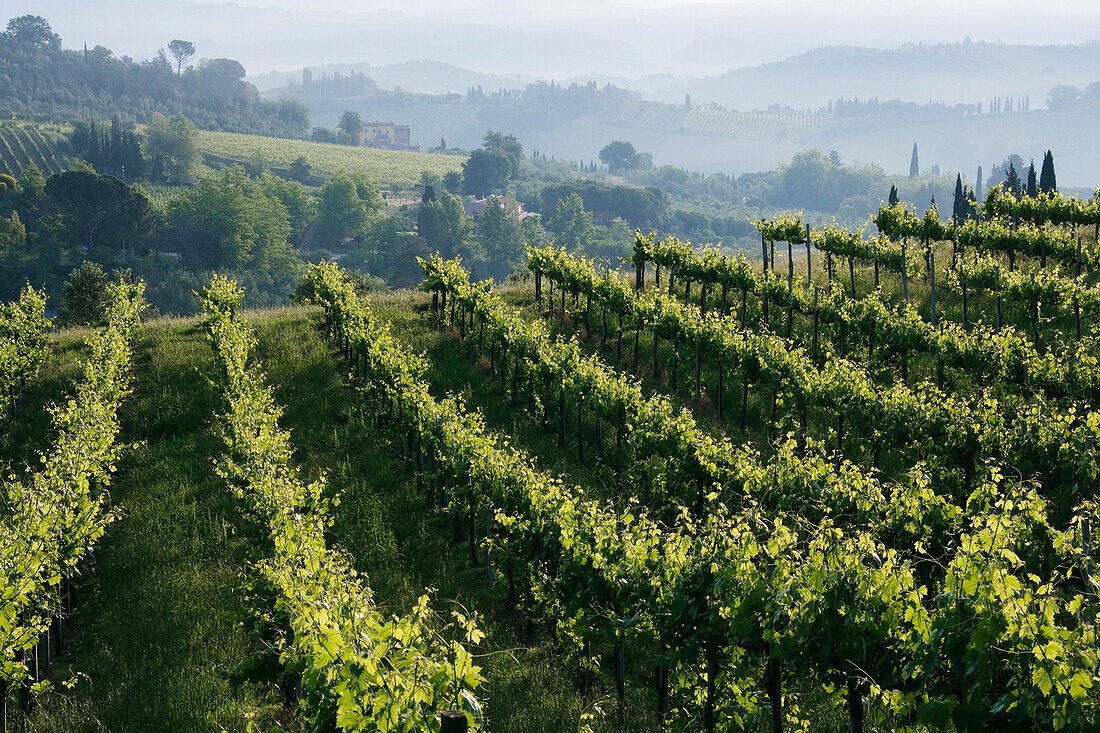 Weinberg,Chianti-Region,Toskana,Italien