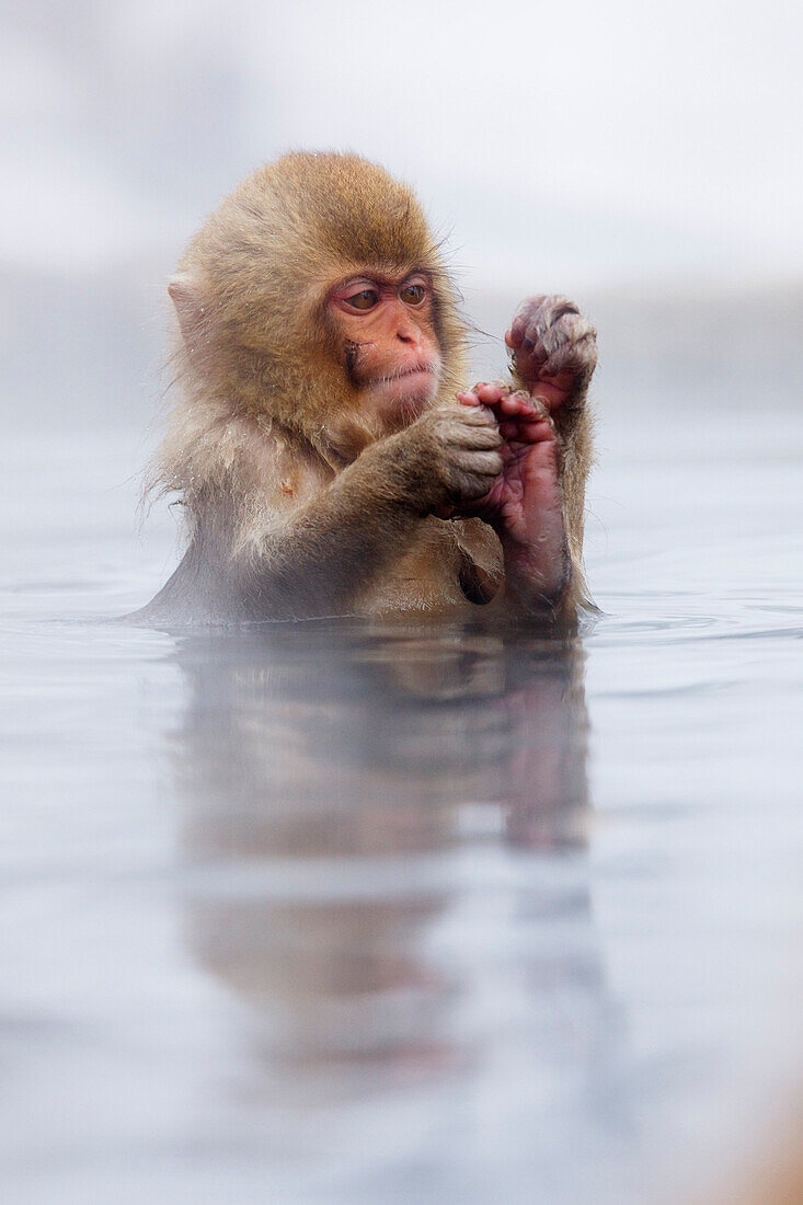 Young Japanese Macaque Playing with it's Foot in Jigokudani Onsen,Nagano,Japan