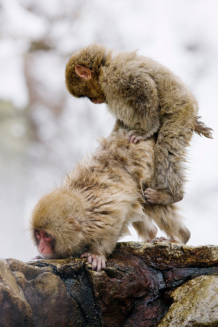 Japanese Macaques,Jigokudani Onsen,Nagano,Japan