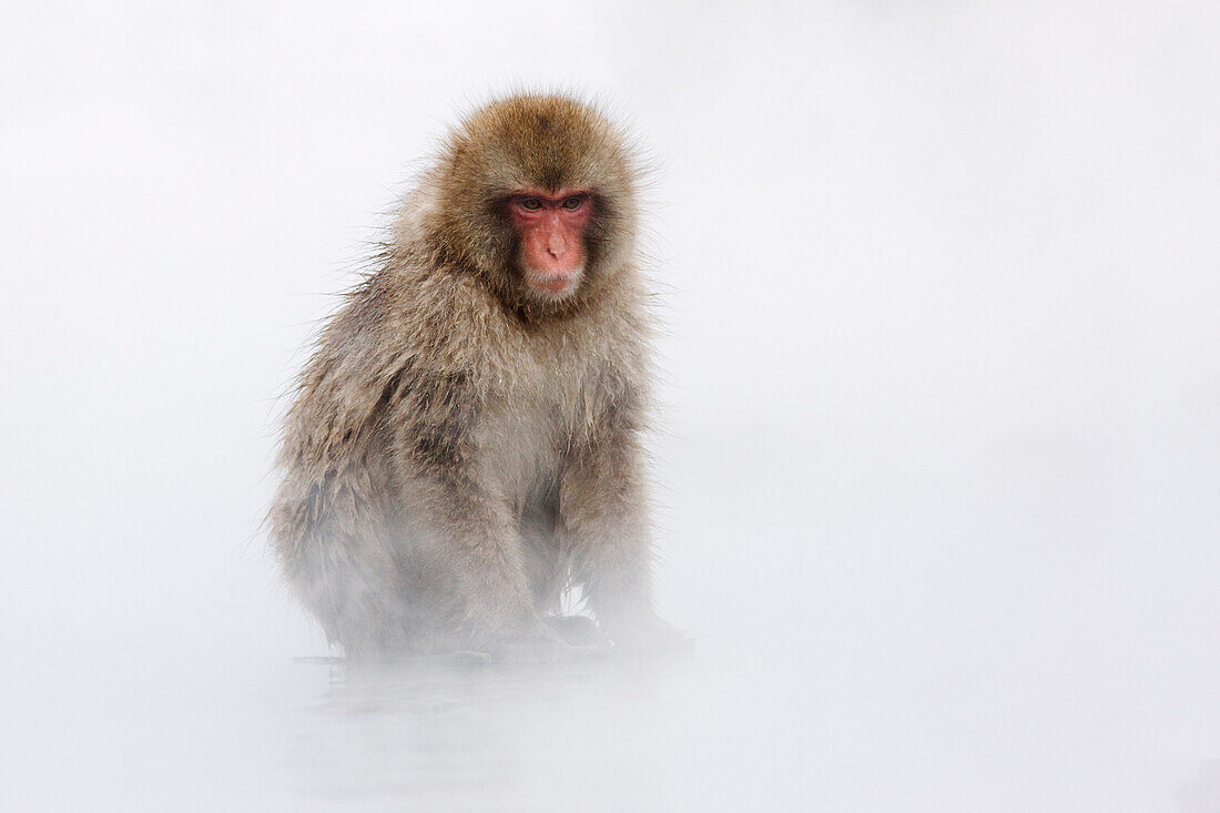 Porträt eines Japanischen Makaken, Jigokudani Onsen, Nagano, Japan