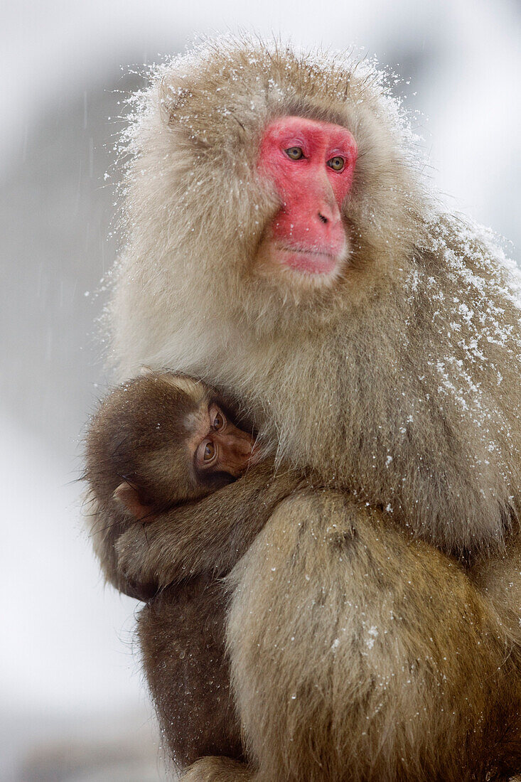 Mutter und junge Japanmakaken, Jigokudani Onsen, Nagano, Japan