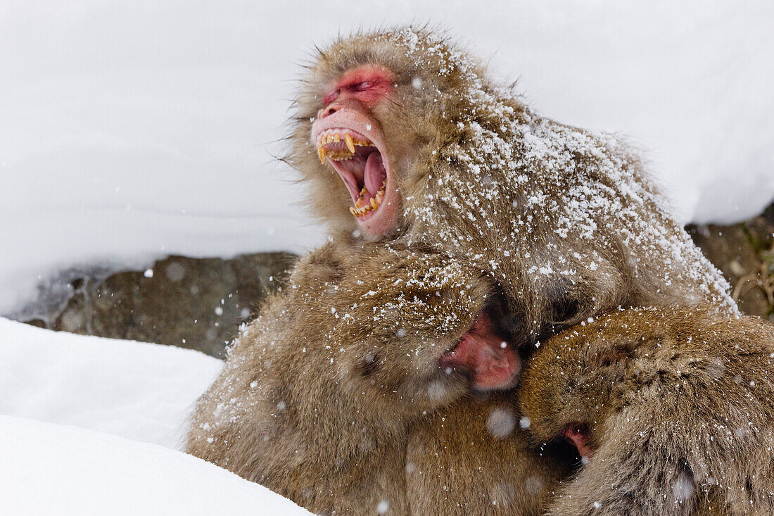 Gähnender Japanischer Makake im Huddle, Jigokudani Onsen, Nagano, Japan