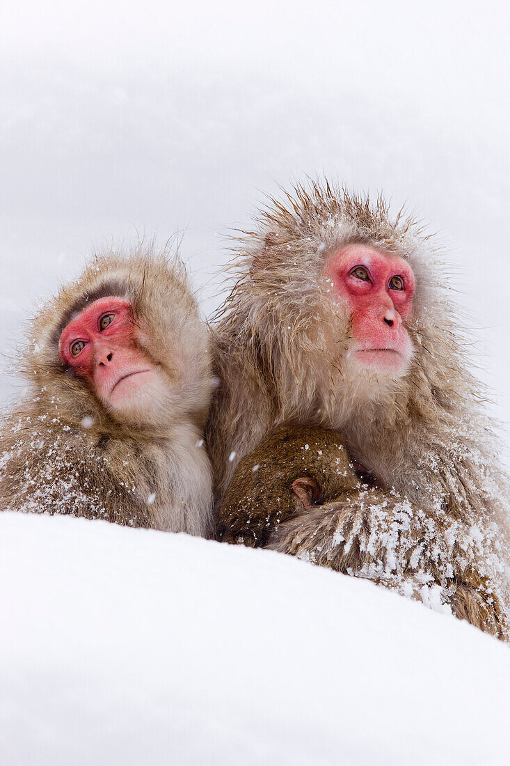 Japanische Makaken, Jigokudani Onsen, Nagano, Japan