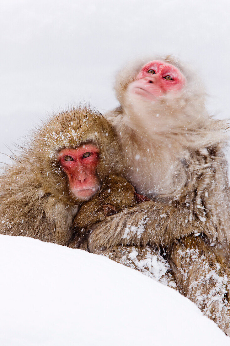 Japanische Makaken,Jigokudani Onsen,Nagano,Japan