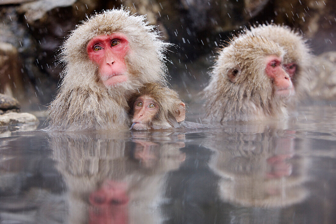 Japanische Makaken im Jigokudani Onsen, Nagano, Japan