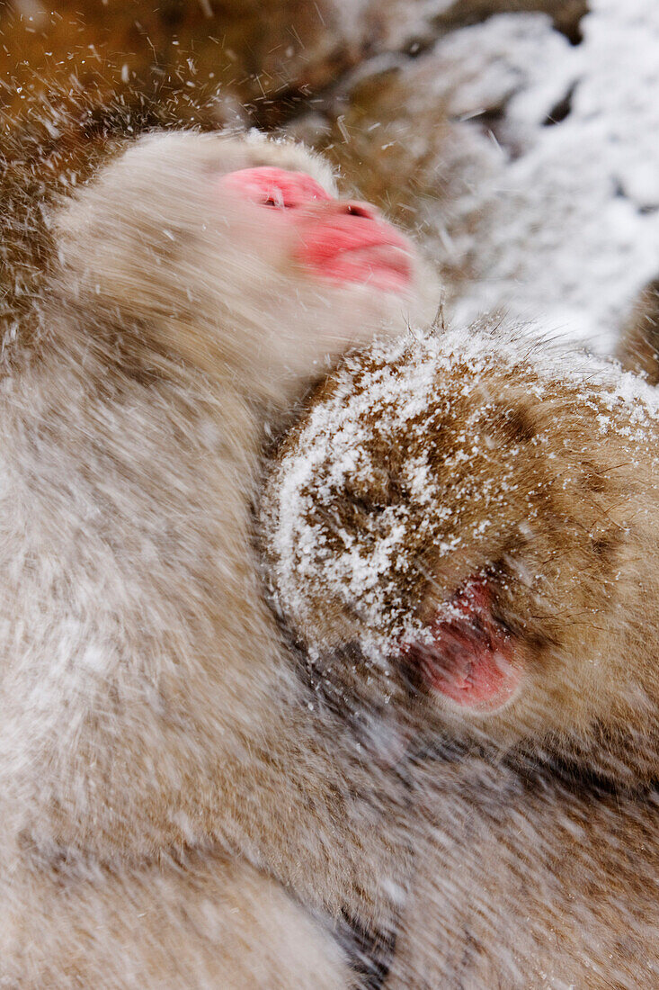 Japanische Makaken im Schnee,Jigokudani Onsen,Nagano,Japan