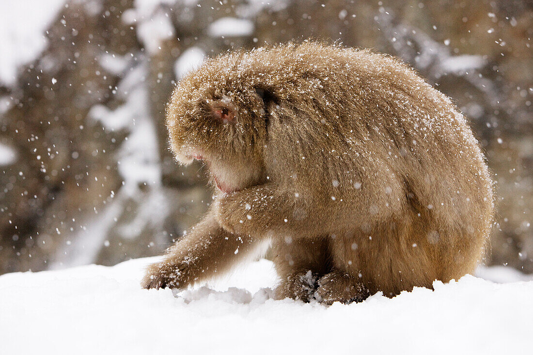 Japanischer Makake auf Nahrungssuche, Jigokudani Onsen, Nagano, Japan