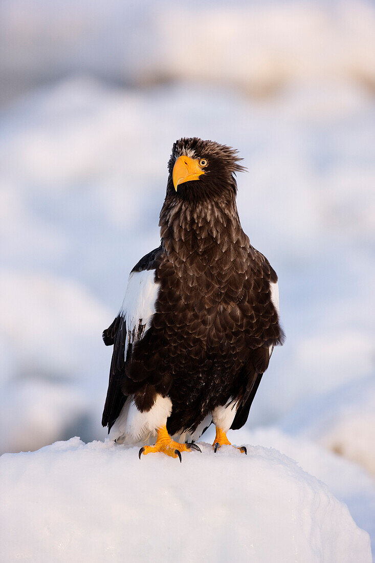 Steller's Sea Eagle,Nemuro Channel,Shiretoko Peninsula,Hokkaido,Japan