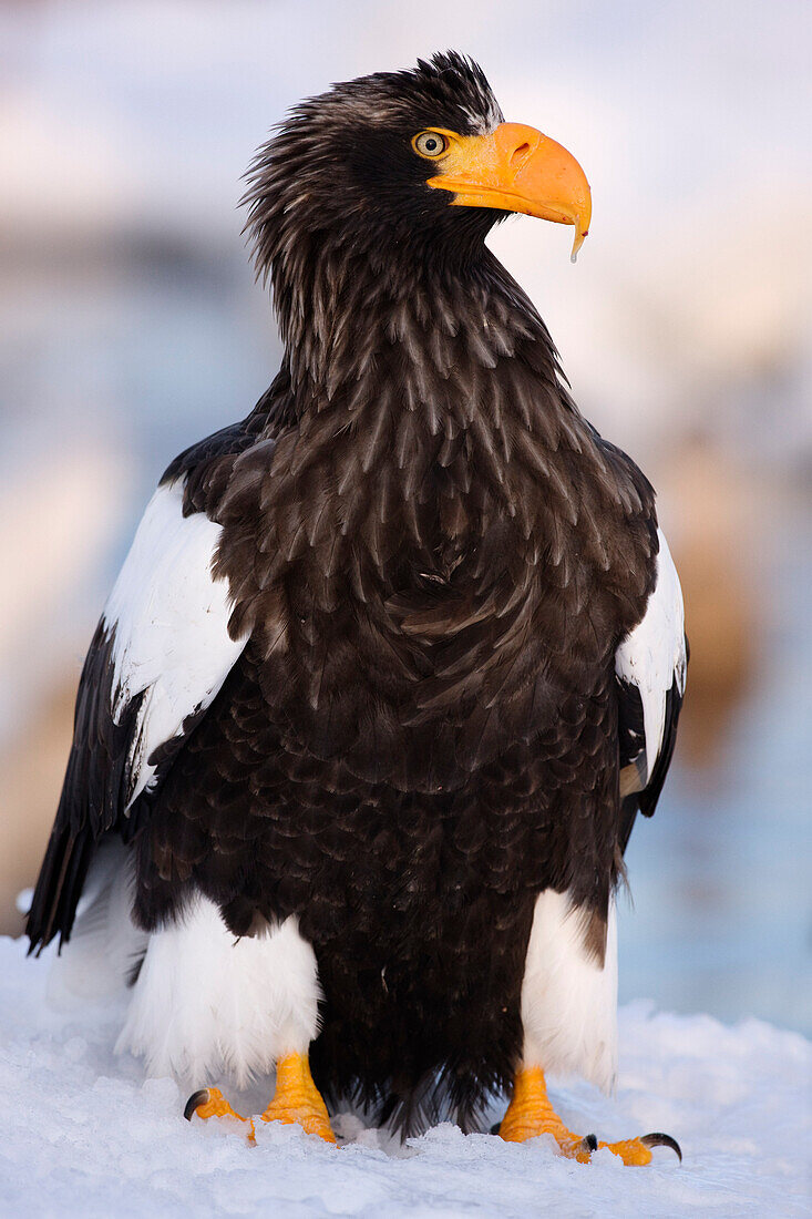 Riesenseeadler,Nemuro-Kanal,Shiretoko-Halbinsel,Hokkaido,Japan