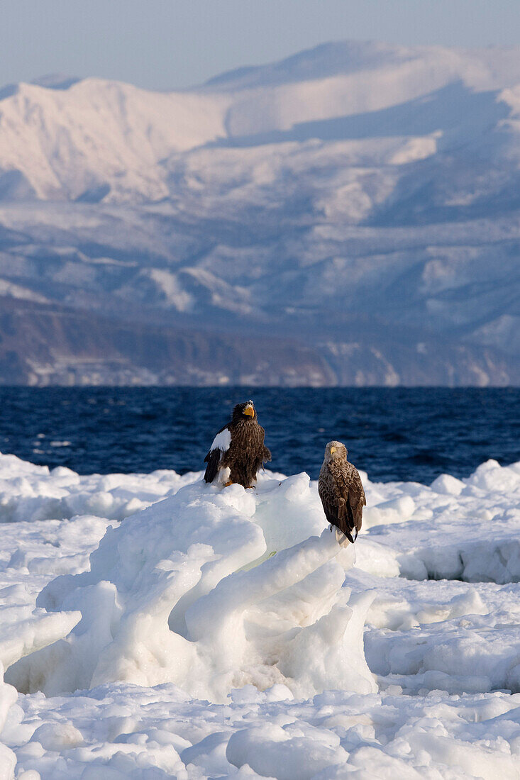 Steller's Sea Eagle and White- Tailed Eagle on Ice Floe,Nemuro Channel,Shiretoko Peninsula,Hokkaido,Japan