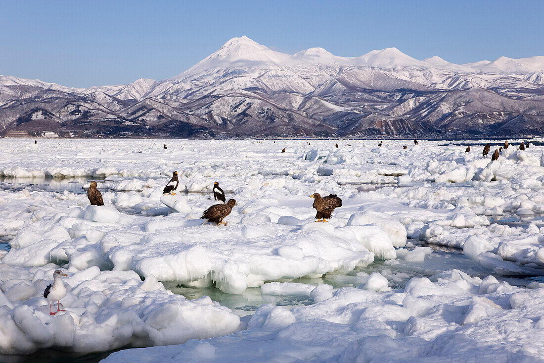 Steller's Sea Eagles and White- Tailed Eagles on Ice Floe,Nemuro Channel,Shiretoko Peninsula,Hokkaido,Japan