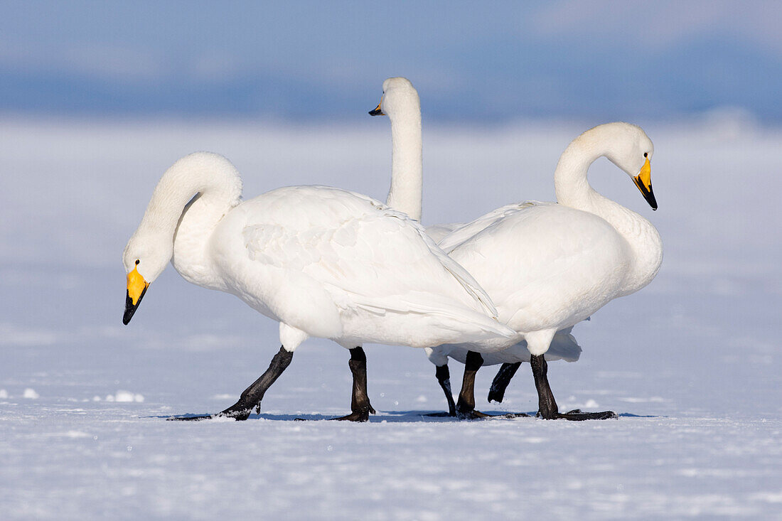 Singschwäne,Shiretoko-Halbinsel,Hokkaido,Japan