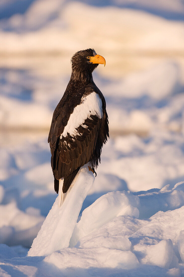 Seeadler auf einer Eisscholle, Nemuro-Kanal, Shiretoko-Halbinsel, Hokkaido, Japan