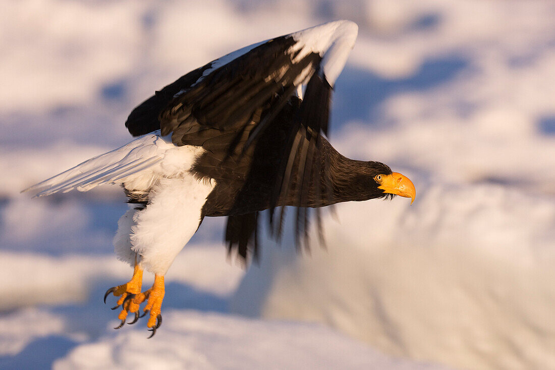 Steller's Sea Eagle in Flight,Nemuro Channel,Shiretoko Peninsula,Hokkaido,Japan