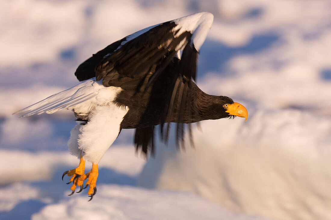 Stellerscher Seeadler im Flug,Nemuro-Kanal,Shiretoko-Halbinsel,Hokkaido,Japan