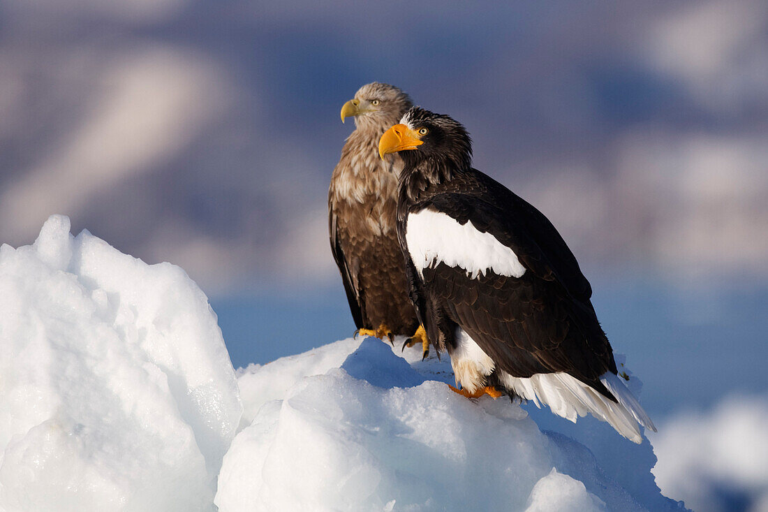 White-tailed Eagle and Steller's Sea Eagle,Nemuro Channel,Shiretoko Peninsula,Hokkaido,Japan