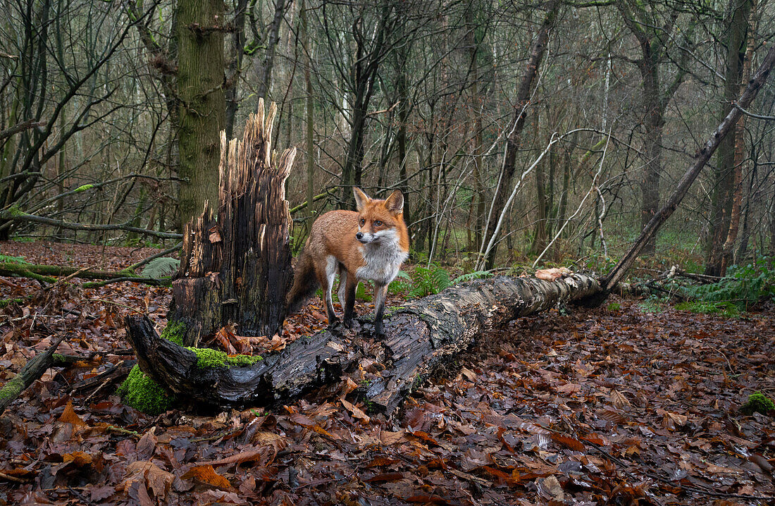 Red fox (Vulpes vulpes) standing on fallen tree in coppice woodland,United Kingdom,Europe