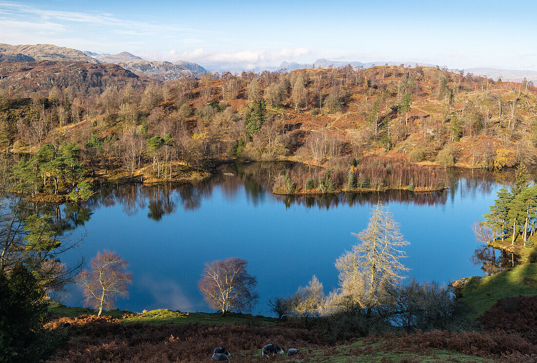 Tarn Hows und Tom Heights im Herbst, Lake District National Park, UNESCO-Weltkulturerbe, Cumbria, England, Vereinigtes Königreich, Europa