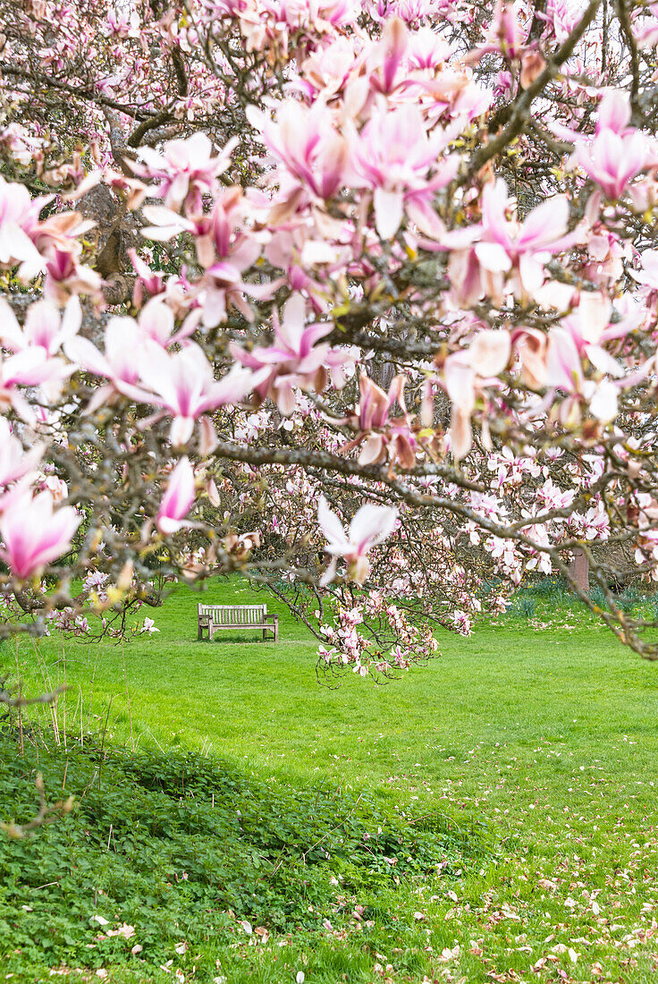 Frühlingsblühende Magnolie im Garten von Hever Castle, Kent, England, Vereinigtes Königreich, Europa