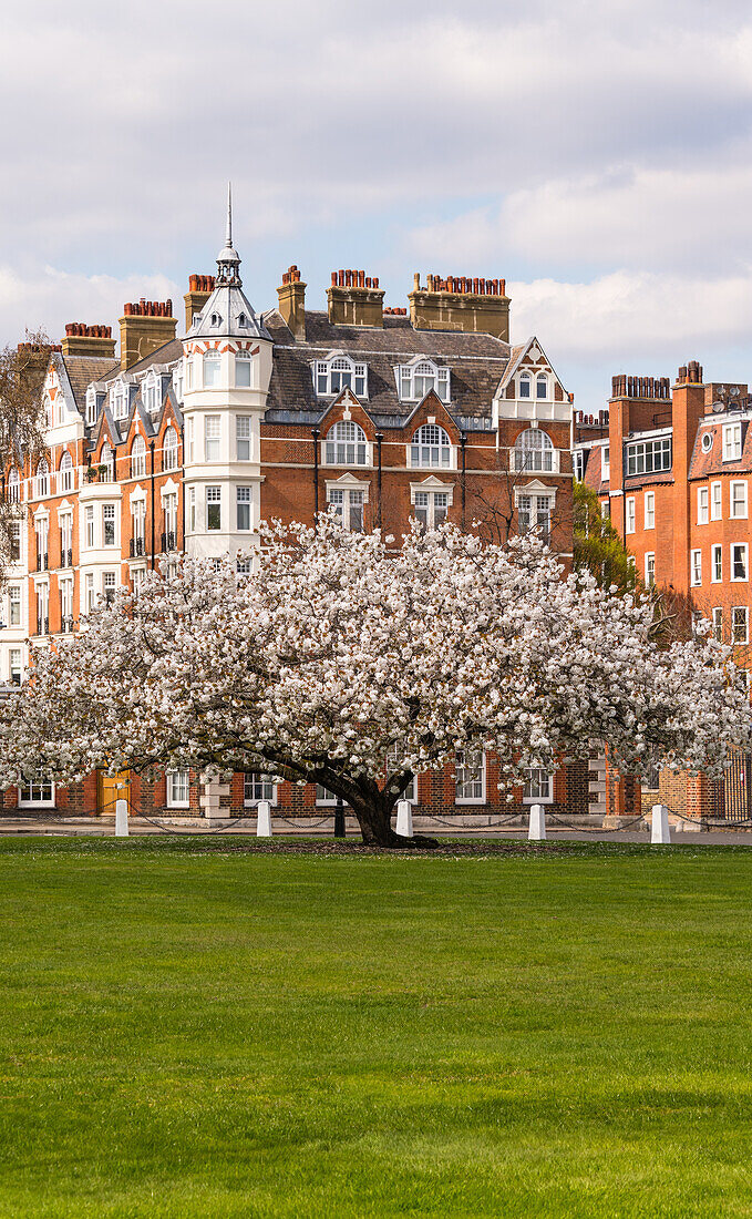 Der blühende Apfelbaum in Chelsea, London, England, Vereinigtes Königreich, Europa